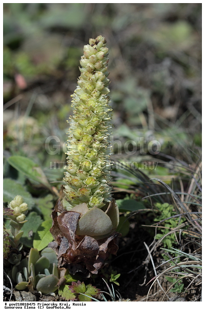 ������-�������� ����������, ������-�������� ��������������� ��������� ���������� ����������, ������-�����, �����������, ���������� ����, ��������, ������� ������, ������, ������ ��������, �����, ��������, ���������� ��������, �����������, ����������� ��������, �����, ����������� ��������, �����������, �����������, ������������ ��������, ������������ ��������, ������������, ������������ �����������, �����������, ������������, ������������ ��������, ������������ ��������, ������, �����, XYZ, ������������, Crassulaceae, ������������� ������������, ������������� ��������, Orostachys malacophylla, Orostachys iwarenge