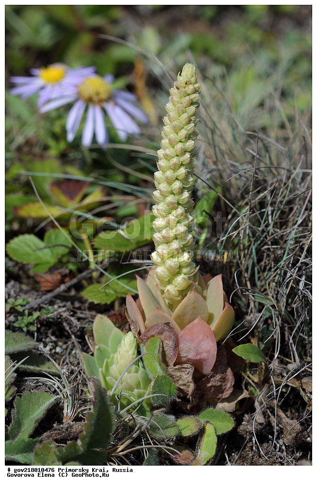 ������-�������� ����������, ������-�������� ��������������� ��������� ���������� ����������, ������-�����, �����������, ���������� ����, ��������, ������� ������, ������, ������ ��������, �����, ��������, ���������� ��������, �����������, ����������� ��������, �����, ����������� ��������, �����������, �����������, ������������ ��������, ������������ ��������, ������������, ������������ �����������, �����������, ������������, ������������ ��������, ������������ ��������, ������, �����, XYZ, ������������, Crassulaceae, ������������� ������������, ������������� ��������, Orostachys malacophylla, Orostachys iwarenge