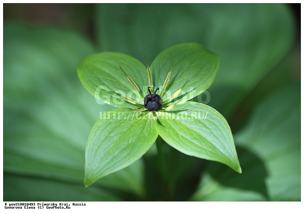 ������-�������� ����������, ������-�������� ��������������� ��������� ���������� ����������, ������-�����, �����������, ���������� ����, ��������, ������� ������, ������, ������ ��������, �����, ��������, ���������� ��������, �����������, ����������� ��������, �����, ����������� ��������, �����������, �����������, ������������ ��������, ������������ ��������, ������������, ������������ �����������, �����������, ������������, ������������ ��������, ������������ ��������, ������, �����, XYZ, �����������, Melanthiaceae, ������� ���� ����������, ������� ���� ������������, Paris verticillata