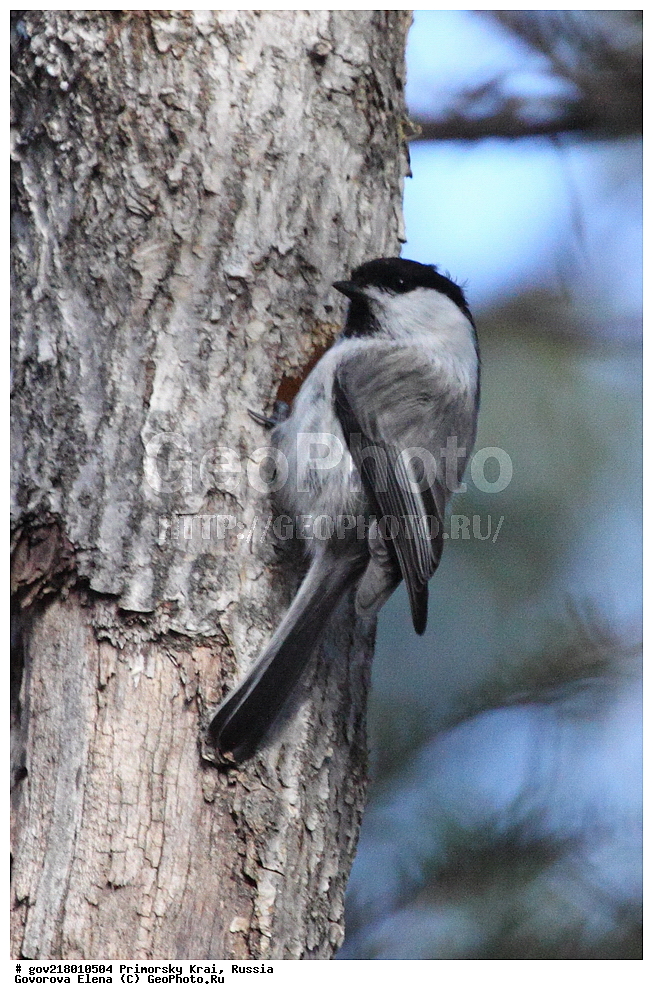 ������-�������� ����������, ������-�������� ��������������� ��������� ���������� ���������� , ������-�����, �����������, ���������� ����, ��������, ������� ������, ������, ��������, ��������, ��������, �����������, �����, �����, XYZ,  ���������, Paridae, ����������� ������, ������, Poecile montanus, Parus montanus