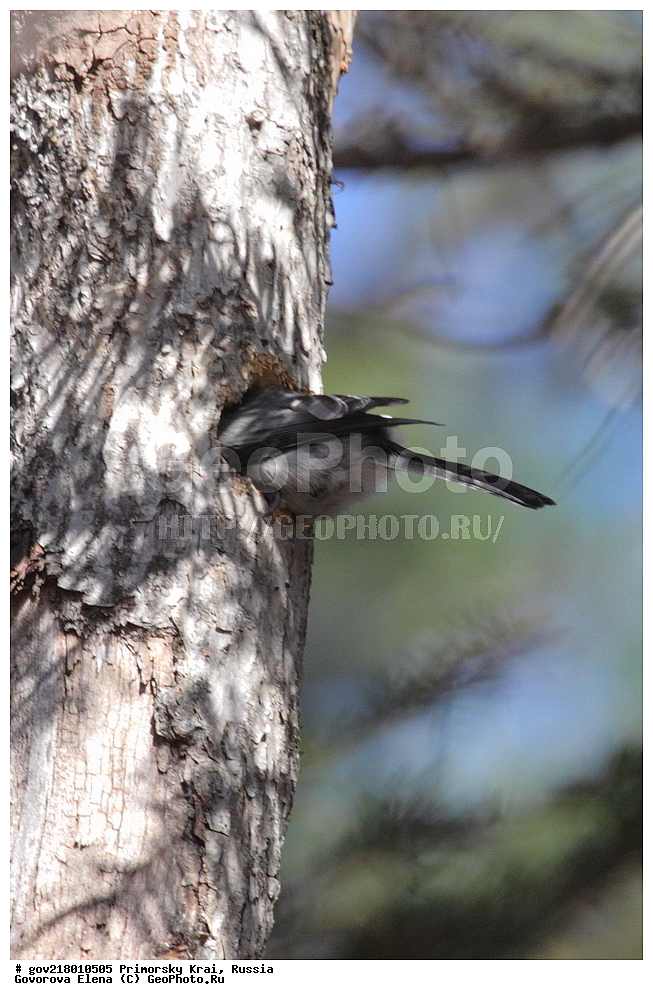 ������-�������� ����������, ������-�������� ��������������� ��������� ���������� ���������� , ������-�����, �����������, ���������� ����, ��������, ������� ������, ������, ��������, ��������, ��������, �����������, �����, �����, XYZ,  ���������, Paridae, ����������� ������, ������, Poecile montanus, Parus montanus