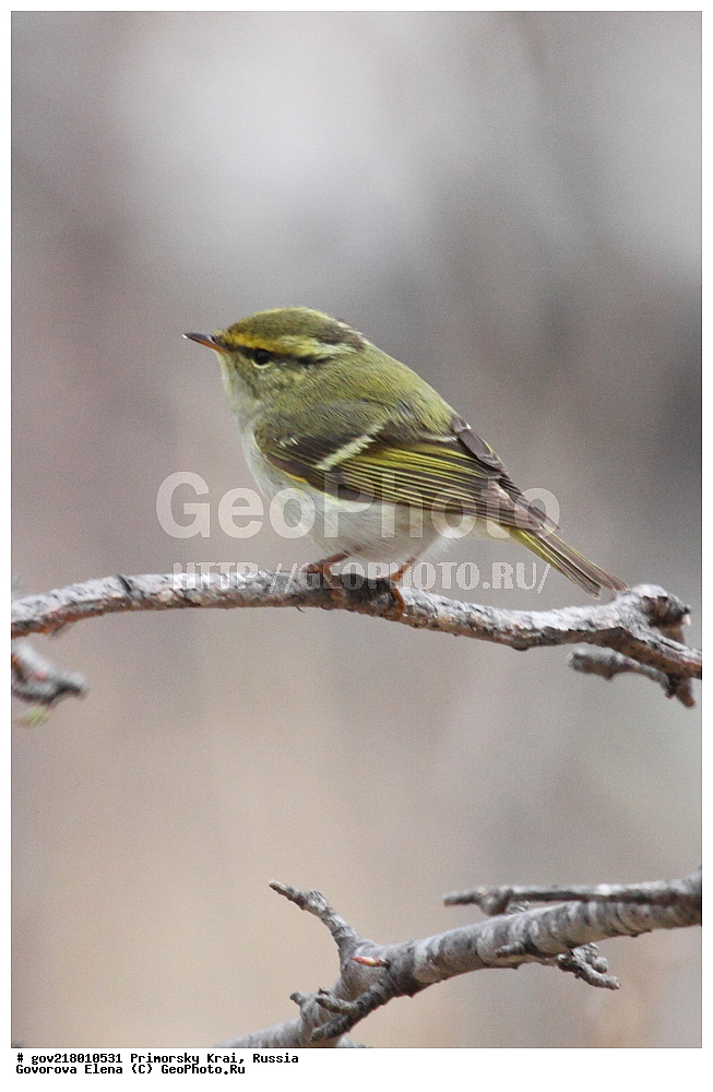 ���������� ����, ��������, ������� ������, ������-�������� ��������������� ���������� ��������� ����������, ������-�������� ����������, ������, ��������, ��������, �����, �����, ��������, �����������, XYZ, ���������, Sylviidae, ����������, Phylloscopidae, ����������� �������, Phylloscopus proregulus