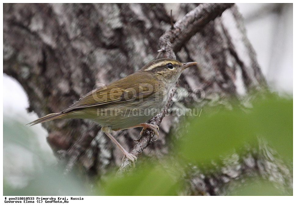 ������-�������� ����������, ������-�������� ��������������� ��������� ���������� ���������� , ������-�����, �����������, ���������� ����, ��������, ������� ������, ������, ��������, ��������, ��������, �����������, �����, �����, XYZ, ���������, Sylviidae, ����������, Phylloscopidae, ����������� �������, Phylloscopus tenellipes