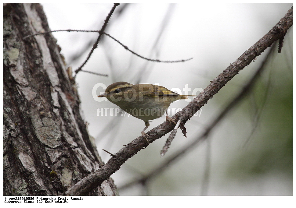 ������-�������� ����������, ������-�������� ��������������� ��������� ���������� ���������� , ������-�����, �����������, ���������� ����, ��������, ������� ������, ������, ��������, ��������, ��������, �����������, �����, �����, XYZ, ���������, Sylviidae, ����������, Phylloscopidae, ����������� �������, Phylloscopus tenellipes