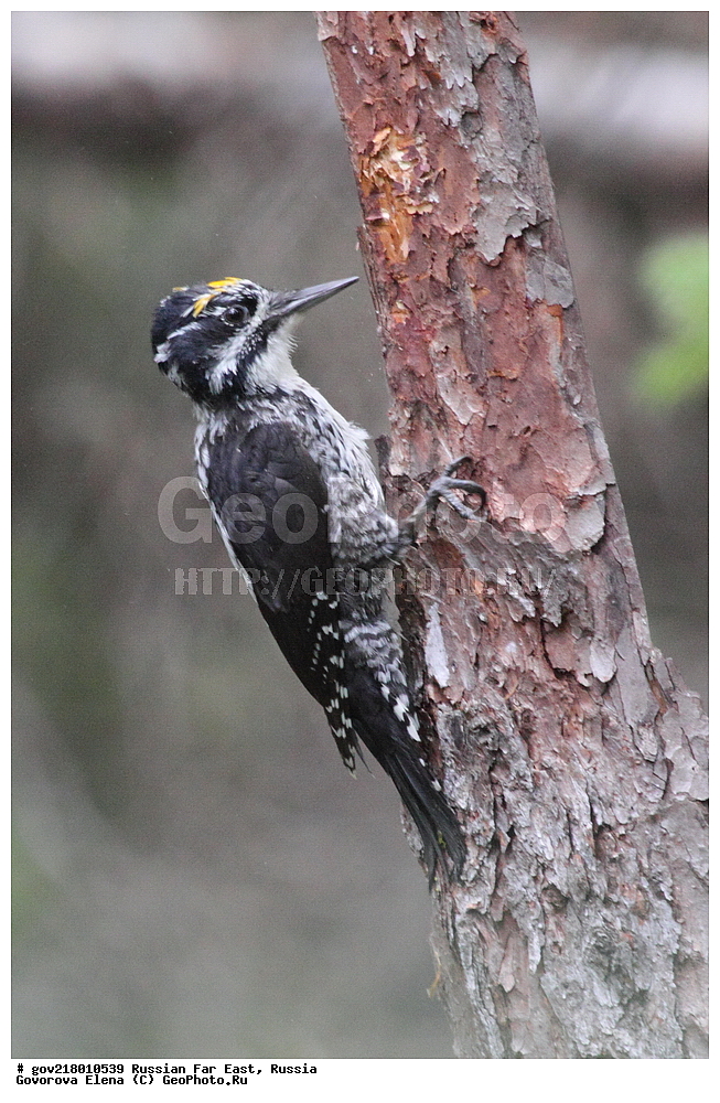 ������-�������� ����������, ������-�������� ��������������� ��������� ���������� ���������� , ������-�����, �����������, ���������� ����, ��������, ������� ������, ������, ��������, ��������, ��������, �����������, �����, �����, XYZ, ��������, �����, ��������� ��������, Picidae, �������� �����, ������������ �����, ��������� �����, Picoides tridactylus
