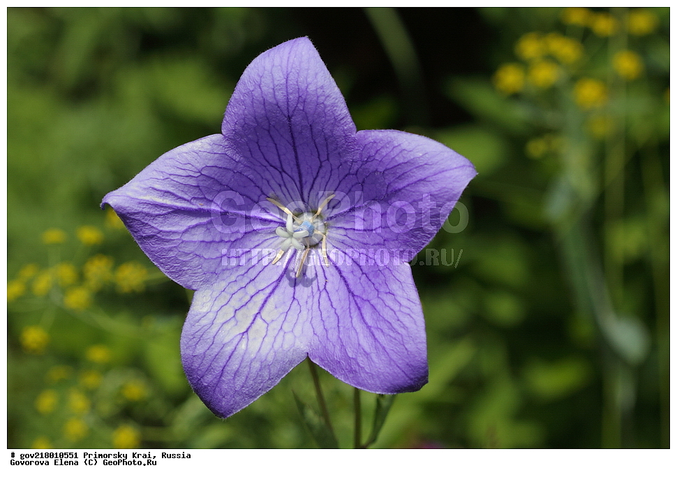 ������-�������� ����������, ������-�������� ��������������� ��������� ���������� ����������, ������-�����, �����������, ���������� ����, ��������, ������� ������, ������, ������ ��������, �����, ��������, ���������� ��������, �����������, ����������� ��������, �����, ����������� ��������, �����������, �����������, ������������ ��������, ������������ ��������, ������������, ������������ �����������, �����������, ������������, ������������ ��������, ������������ ��������, ������, �����, XYZ, ���������������, Campanulaceae, ����������������� ���������������, ���������� ���������������, Platycodon grandiflorus, Campanula glauca, Platycodon autumnalis, Platycodon chinensis, Platycodon glaucus, Platycodon sinensis