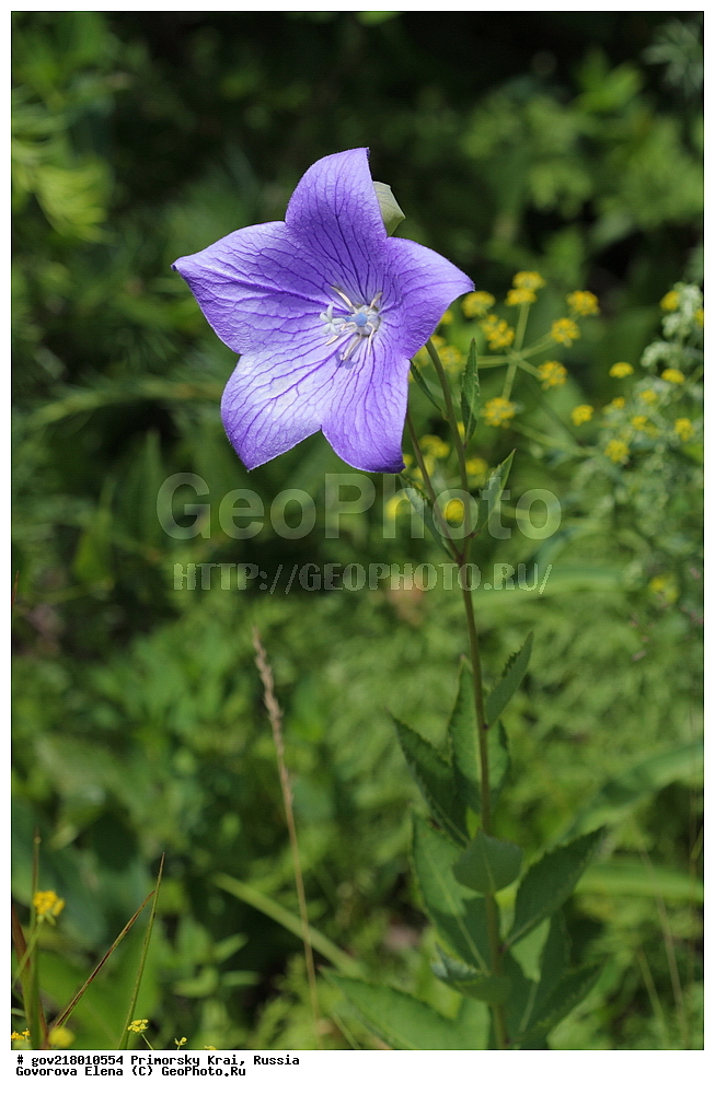 ������-�������� ����������, ������-�������� ��������������� ��������� ���������� ����������, ������-�����, �����������, ���������� ����, ��������, ������� ������, ������, ������ ��������, �����, ��������, ���������� ��������, �����������, ����������� ��������, �����, ����������� ��������, �����������, �����������, ������������ ��������, ������������ ��������, ������������, ������������ �����������, �����������, ������������, ������������ ��������, ������������ ��������, ������, �����, XYZ, ���������������, Campanulaceae, ����������������� ���������������, ���������� ���������������, Platycodon grandiflorus, Campanula glauca, Platycodon autumnalis, Platycodon chinensis, Platycodon glaucus, Platycodon sinensis