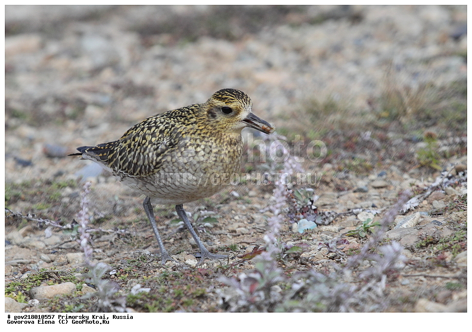 ������-�������� ����������, ������-�������� ��������������� ��������� ���������� ���������� , ������-�����, �����������, ���������� ����, ��������, ������� ������, ������, ��������, ��������, ��������, �����������, �����, �����, �����, ������, XYZ, ���������, Charadriidae, ��������� ���������� ������, Pluvialis fulva