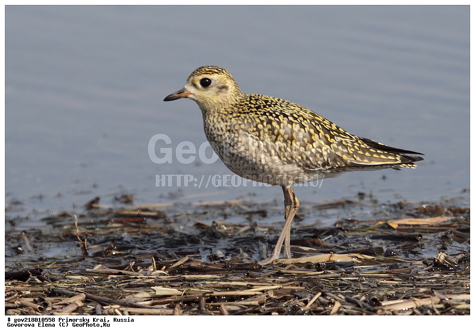 ������-�������� ����������, ������-�������� ��������������� ��������� ���������� ���������� , ������-�����, �����������, ���������� ����, ��������, ������� ������, ������, ��������, ��������, ��������, �����������, �����, �����, �����, ������, XYZ, ���������, Charadriidae, ��������� ���������� ������, Pluvialis fulva