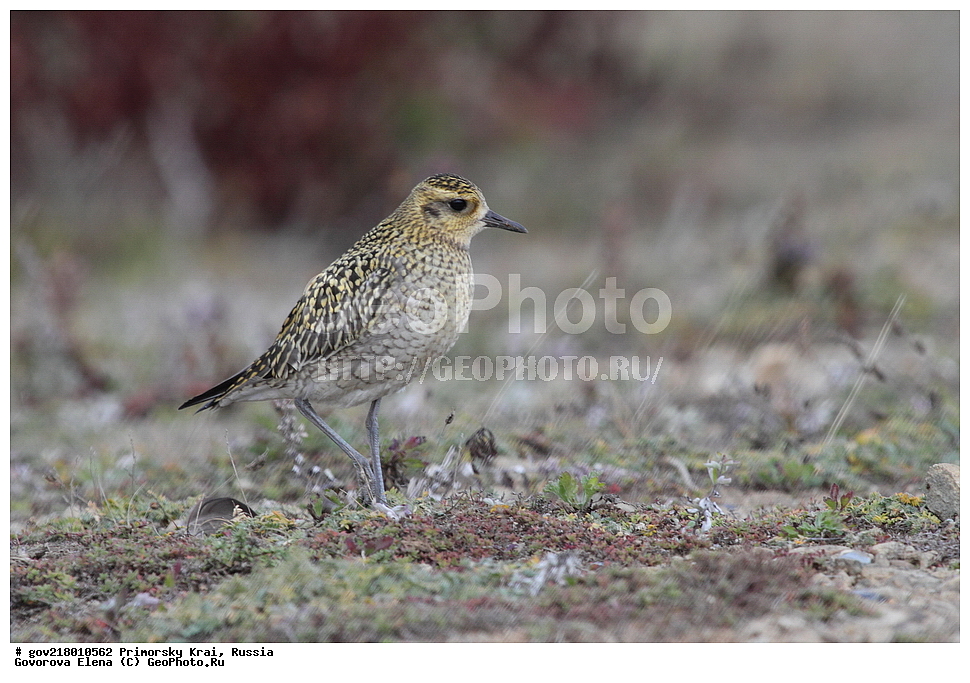 ������-�������� ����������, ������-�������� ��������������� ��������� ���������� ���������� , ������-�����, �����������, ���������� ����, ��������, ������� ������, ������, ��������, ��������, ��������, �����������, �����, �����, �����, ������, XYZ, ���������, Charadriidae, ��������� ���������� ������, Pluvialis fulva