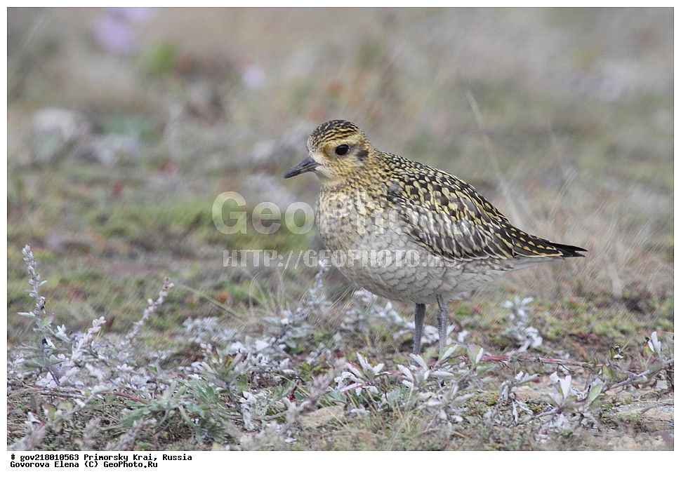 ������-�������� ����������, ������-�������� ��������������� ��������� ���������� ���������� , ������-�����, �����������, ���������� ����, ��������, ������� ������, ������, ��������, ��������, ��������, �����������, �����, �����, �����, ������, XYZ, ���������, Charadriidae, ��������� ���������� ������, Pluvialis fulva