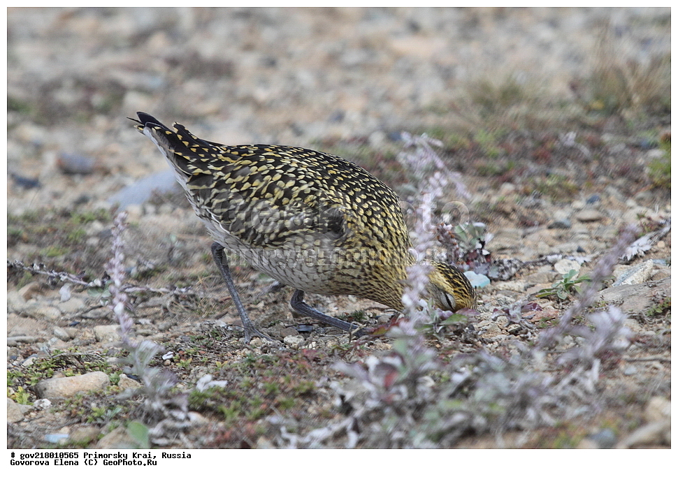 ������-�������� ����������, ������-�������� ��������������� ��������� ���������� ���������� , ������-�����, �����������, ���������� ����, ��������, ������� ������, ������, ��������, ��������, ��������, �����������, �����, �����, �����, ������, XYZ, ���������, Charadriidae, ��������� ���������� ������, Pluvialis fulva