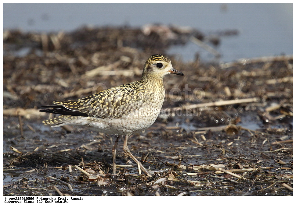 ������-�������� ����������, ������-�������� ��������������� ��������� ���������� ���������� , ������-�����, �����������, ���������� ����, ��������, ������� ������, ������, ��������, ��������, ��������, �����������, �����, �����, �����, ������, XYZ, ���������, Charadriidae, ��������� ���������� ������, Pluvialis fulva