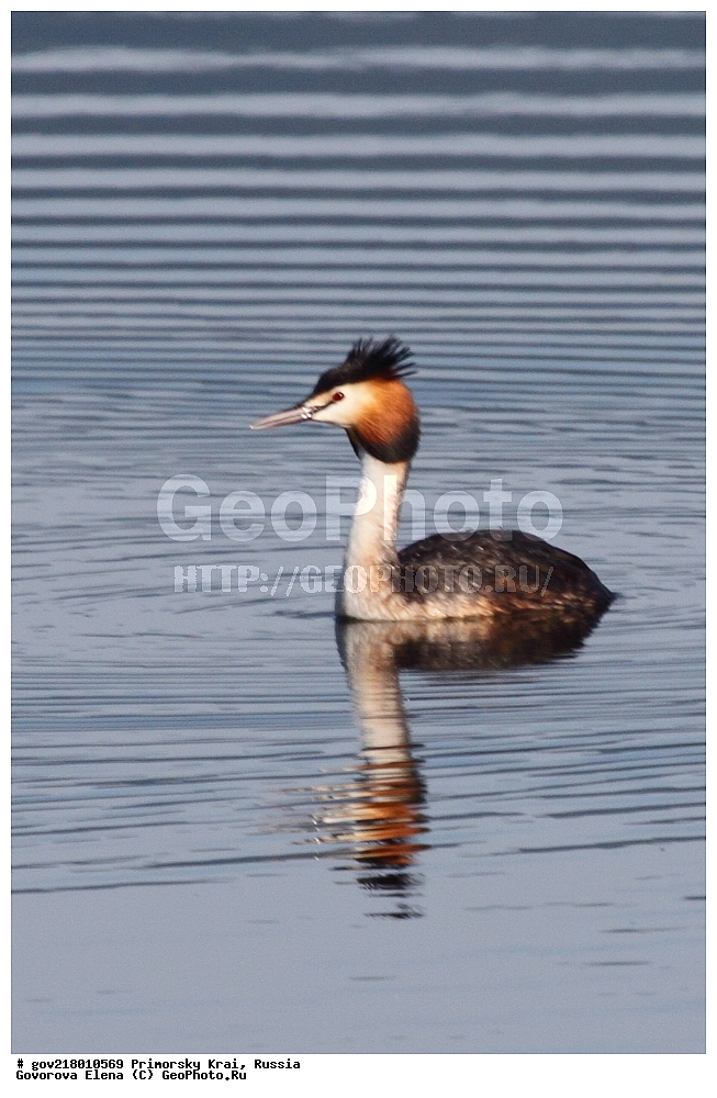 ������-�������� ����������, ������-�������� ��������������� ��������� ���������� ���������� , ������-�����, �����������, ���������� ����, ��������, ������� ������, ������, ��������, ��������, ��������, �����������, �����, �����, ������� �����, ������� �����, XYZ, ����������, Podicipedidae, ������� �������, �����, Podiceps cristatus