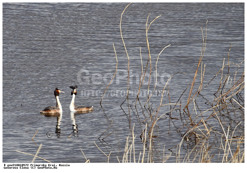 ������-�������� ����������, ������-�������� ��������������� ��������� ���������� ���������� , ������-�����, �����������, ���������� ����, ��������, ������� ������, ������, ��������, ��������, ��������, �����������, �����, �����, ������� �����, ������� �����, XYZ, ����������, Podicipedidae, ������� �������, �����, Podiceps cristatus