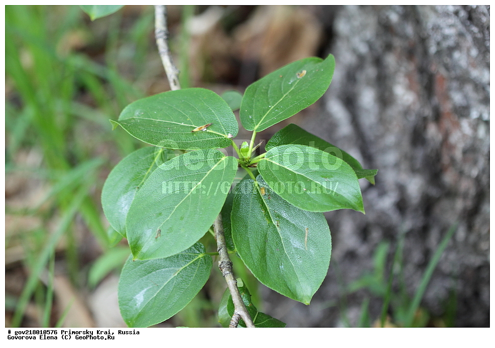 ������-�������� ����������, ������-�������� ��������������� ��������� ���������� ��������-�������� ����������, ������-�������� ��������������� ��������� ���������� ����������, ������-�����, �����������, ���������� ����, ��������, ������� ������, ������, ������ ��������, �����, ��������, ���������� ��������, ������, ����������� ��������, �����������, �����������, ������������ ��������, ������������ ��������, XYZ, ������, Salicaceae, ������ �����������, ������ ��������, ������ �����������, Populus maximowiczii, Populus komarovii, Populus suaveolens ssp. maximoviczii, Populus ussuriensis��������, ������-�����, �����������, ���������� ����, ��������, ������� ������, ������, ������ ��������, �����, ��������, ���������� ��������, ������, ����������� ��������, �����������, �����������, ������������ ��������, ������������ ��������, XYZ, �������, Rutaceae, ������ ��������, �������� ��������� ������, ������������ ��������, Phellodendron amurense