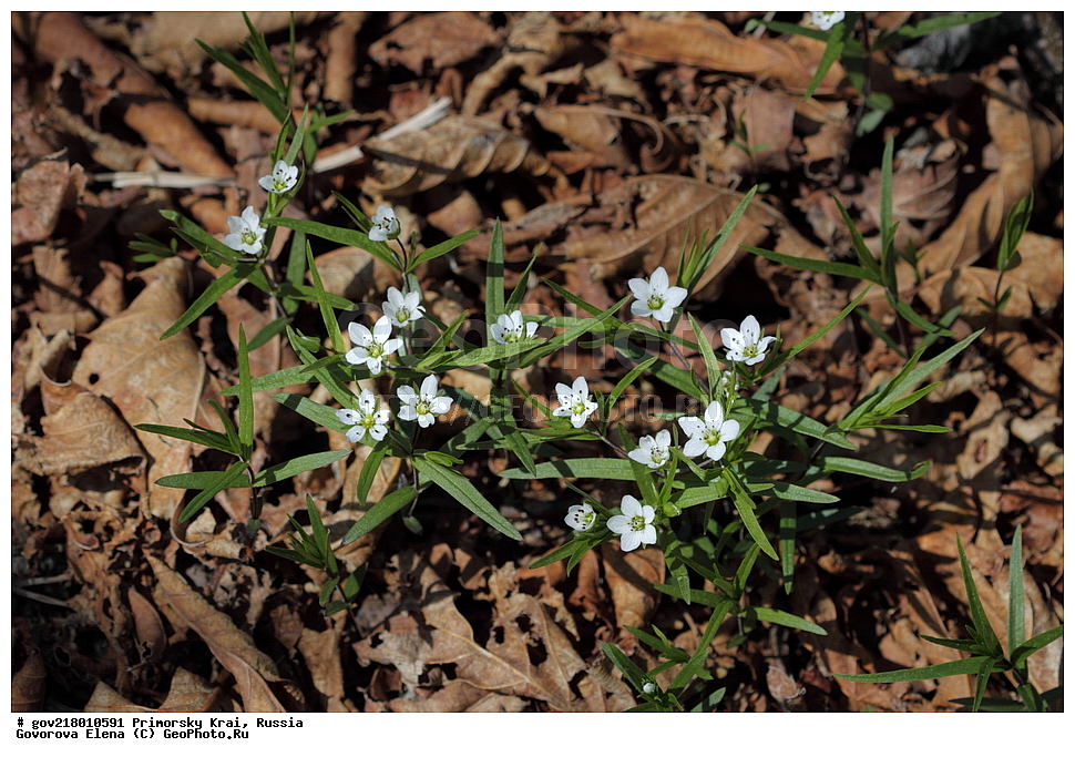 ������-�������� ����������, ������-�������� ��������������� ��������� ���������� ����������, ������-�����, �����������, ���������� ����, ��������, ������� ������, ������, ������ ��������, �����, ��������, ���������� ��������, �����������, ����������� ��������, �����, ����������� ��������, �����������, �����������, ������������ ��������, ������������ ��������, ������������, ������������ �����������, �����������, ������������, ������������ ��������, ������������ ��������, ������, �����, XYZ, �����������, ����������, Caryophyllaceae, ��������������� ������, ������������ ������, ��������������� �������, ������������ �������, Pseudostellaria rigida, Krascheninnikowia rigida