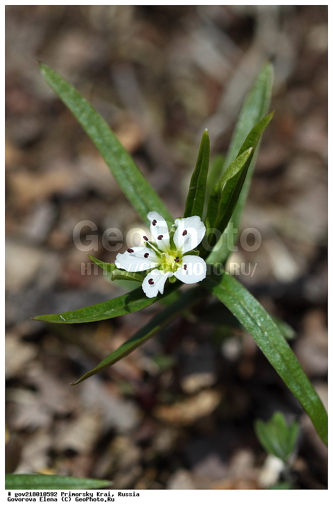 ������-�������� ����������, ������-�������� ��������������� ��������� ���������� ����������, ������-�����, �����������, ���������� ����, ��������, ������� ������, ������, ������ ��������, �����, ��������, ���������� ��������, �����������, ����������� ��������, �����, ����������� ��������, �����������, �����������, ������������ ��������, ������������ ��������, ������������, ������������ �����������, �����������, ������������, ������������ ��������, ������������ ��������, ������, �����, XYZ, �����������, ����������, Caryophyllaceae, ��������������� ������, ������������ ������, ��������������� �������, ������������ �������, Pseudostellaria rigida, Krascheninnikowia rigida