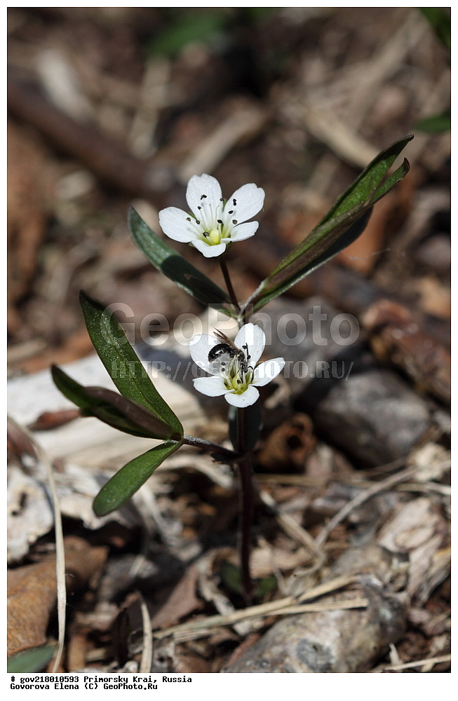 ������-�������� ����������, ������-�������� ��������������� ��������� ���������� ����������, ������-�����, �����������, ���������� ����, ��������, ������� ������, ������, ������ ��������, �����, ��������, ���������� ��������, �����������, ����������� ��������, �����, ����������� ��������, �����������, �����������, ������������ ��������, ������������ ��������, ������������, ������������ �����������, �����������, ������������, ������������ ��������, ������������ ��������, ������, �����, XYZ, �����������, ����������, Caryophyllaceae, ��������������� ������, ������������ ������, ��������������� �������, ������������ �������, Pseudostellaria rigida, Krascheninnikowia rigida