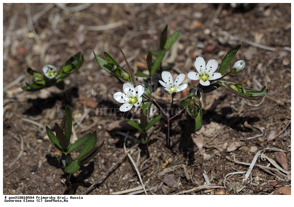 ������-�������� ����������, ������-�������� ��������������� ��������� ���������� ����������, ������-�����, �����������, ���������� ����, ��������, ������� ������, ������, ������ ��������, �����, ��������, ���������� ��������, �����������, ����������� ��������, �����, ����������� ��������, �����������, �����������, ������������ ��������, ������������ ��������, ������������, ������������ �����������, �����������, ������������, ������������ ��������, ������������ ��������, ������, �����, XYZ, �����������, ����������, Caryophyllaceae, ��������������� ������, ������������ ������, ��������������� �������, ������������ �������, Pseudostellaria rigida, Krascheninnikowia rigida