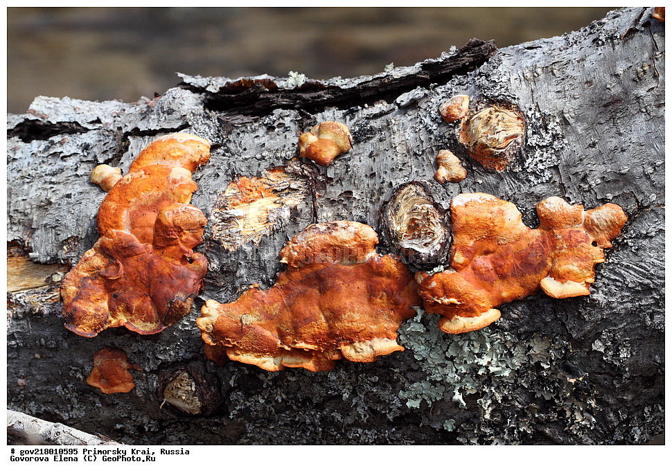 ������-�������� ����������, ������-�������� ��������������� ��������� ���������� ����������, ������-�����, �����������, ���������� ����, ��������, ������� ������, ������, ����������� ��������, �����������, �����������, ������������, ������������ ��������, ������������ ��������, XYZ, �����������, Polyporaceae, ���������� ���������-�������, Pycnoporus cinnabarinus