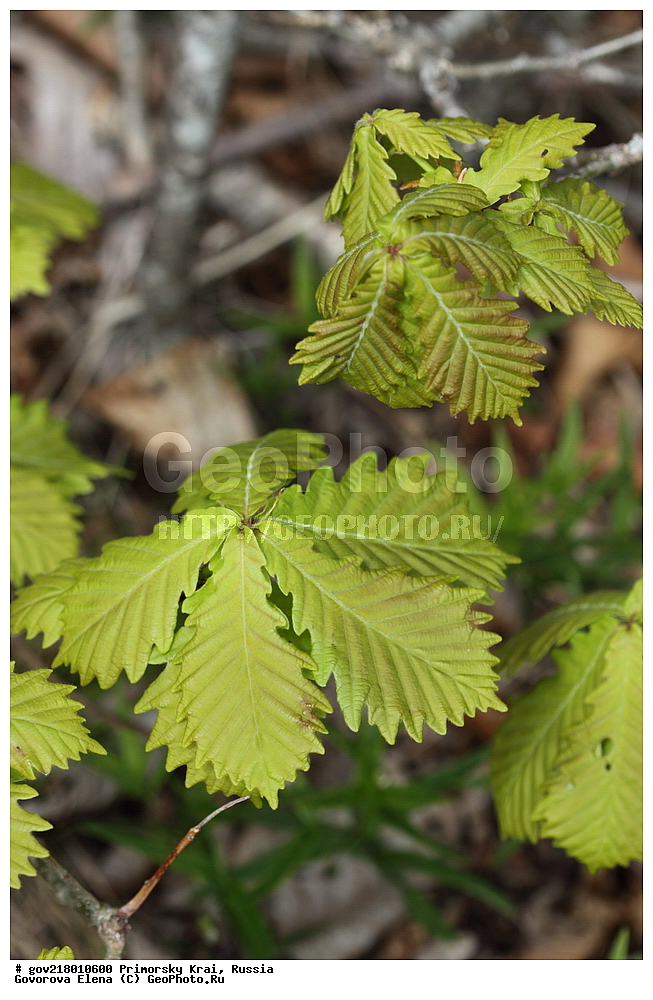 ������-�������� ����������, ������-�������� ��������������� ��������� ���������� ����������, ������-�����, �����������, ���������� ����, ��������, ������� ������, ������, ������ ��������, �����, ��������, ���������� ��������, ������, ����������� ��������, �����������, �����������, ������������ ��������, ������������ ��������, XYZ, �������, Fagaceae, ��� �����������, Quercus mongolica