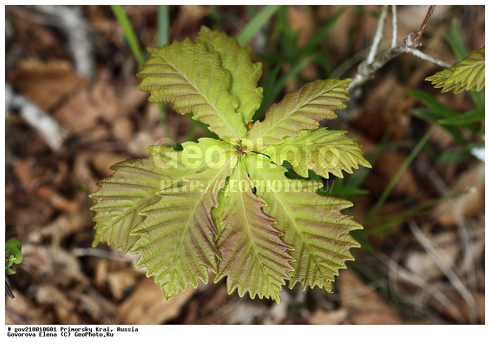 ������-�������� ����������, ������-�������� ��������������� ��������� ���������� ����������, ������-�����, �����������, ���������� ����, ��������, ������� ������, ������, ������ ��������, �����, ��������, ���������� ��������, ������, ����������� ��������, �����������, �����������, ������������ ��������, ������������ ��������, XYZ, �������, Fagaceae, ��� �����������, Quercus mongolica