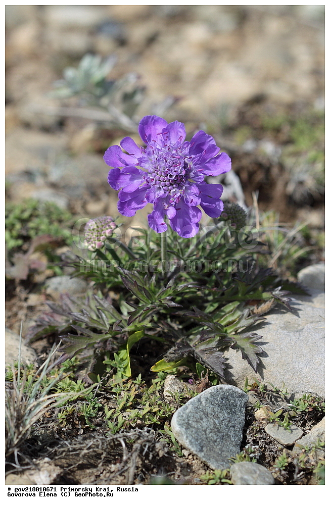 ������-�������� ����������, ������-�������� ��������������� ��������� ���������� ����������, ������-�����, �����������, ���������� ����, ��������, ������� ������, ������, ������ ��������, �����, ��������, ���������� ��������, �����������, ����������� ��������, �����, ����������� ��������, �����������, �����������, ������������ ��������, ������������ ��������, ������������, ������������ �����������, �����������, ������������, ������������ ��������, ������������ ��������, ������, �����, XYZ, �����������, ���������������, Dipsacaceae, �������� ����������������, Scabiosa lachnophylla, Scabiosa austromongolica, Scabiosa comosa var. lachnophylla, Trochocephalus comosus