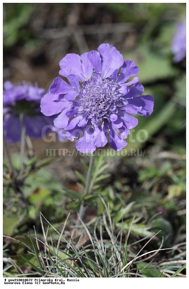 ������-�������� ����������, ������-�������� ��������������� ��������� ���������� ����������, ������-�����, �����������, ���������� ����, ��������, ������� ������, ������, ������ ��������, �����, ��������, ���������� ��������, �����������, ����������� ��������, �����, ����������� ��������, �����������, �����������, ������������ ��������, ������������ ��������, ������������, ������������ �����������, �����������, ������������, ������������ ��������, ������������ ��������, ������, �����, XYZ, �����������, ���������������, Dipsacaceae, �������� ����������������, Scabiosa lachnophylla, Scabiosa austromongolica, Scabiosa comosa var. lachnophylla, Trochocephalus comosus