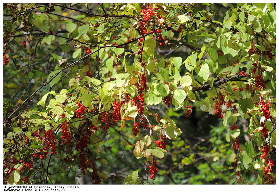  ������-�������� ����������, ������-�������� ��������������� ��������� ���������� ����������, ������-�����, �����������, ���������� ����, ��������, ������� ������, ������, ������ ��������, �����, ��������, ���������� ��������, �����, �����, ����������� ��������, �����������, �����������, ������������ ��������, ������������ ��������, �����, �����, ������, ����, �����, XYZ, ������������, Schisandraceae, �������� ���������, Schisandra chinensis, Kadsura chinensis, Maximowiczia chinensis