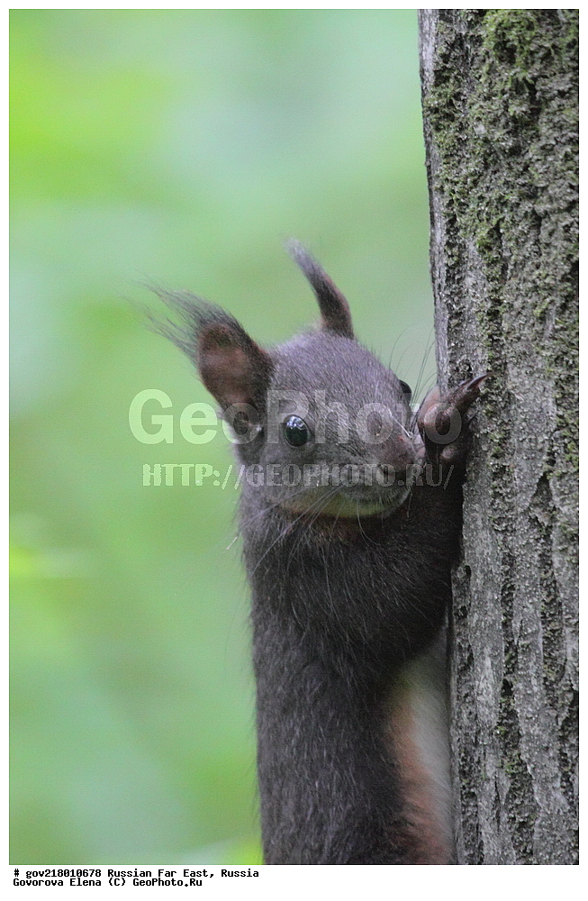 ������-�������� ����������, ������-�������� ��������������� ��������� ���������� ���������� , ������-�����, �����������, ���������� ����, ��������, ������� ������, ������, ��������, ��������, �������������, �������������, �����, �����, �������, XYZ, �������, Sciuridae, ������������ �����, �����, Sciurus vulgaris