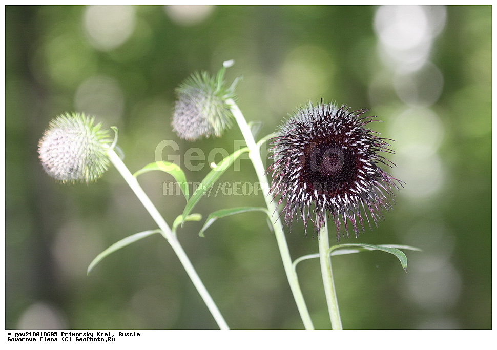 ������-�������� ����������, ������-�������� ��������������� ��������� ���������� ����������, ������-�����, �����������, ���������� ����, ��������, ������� ������, ������, ������ ��������, �����, ��������, ���������� ��������, �����������, ����������� ��������, �����, ����������� ��������, �����������, �����������, ������������ ��������, ������������ ��������, ������������, ������������ �����������, �����������, ������������, ������������ ��������, ������������ ��������, ������, �����, XYZ, ��������, �������������, Asteraceae, Compositae, ��������������� ������������, Synurus deltoides, Carduus atriplicifolius, Centaurea atriplicifolia, Cirsium ficifolium, Onopordum deltoides, Rhaponticum atriplicifolium, Serratula atriplicifolia, Serratula deltoides, Serratula pungens, Silybum atriplicifolium, Stephanocoma atriplicifolia, Synurus atriplicifolia, Synurus deltoides var. incisolobatus, Synurus excelsus, Synurus hondae, Synurus palmatopinnatifidus, Synurus pungens, Synurus pungens var. gigantens