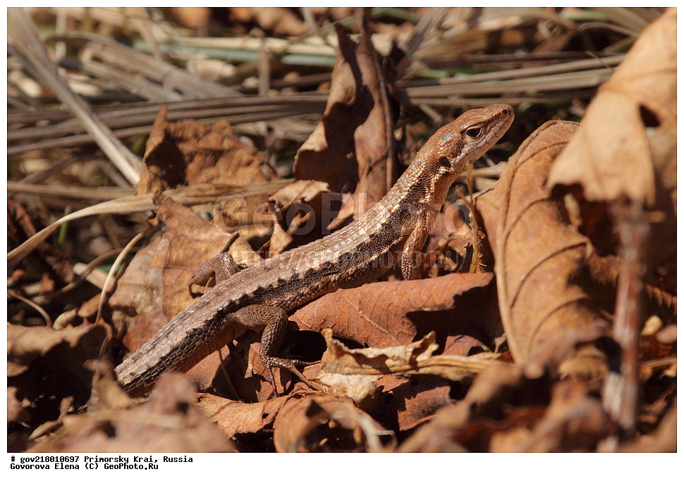 ������-�������� ����������, ������-�������� ��������������� ��������� ���������� ���������� , ������-�����, �����������, ���������� ����, ��������, ������� ������, ������, ��������, ��������, �����, ��������������, ��������������, ��������, ��������, �������, �������, XYZ, ��������� �������, ���������, Lacertidae, �������� ������������, Tachydromus amurensis