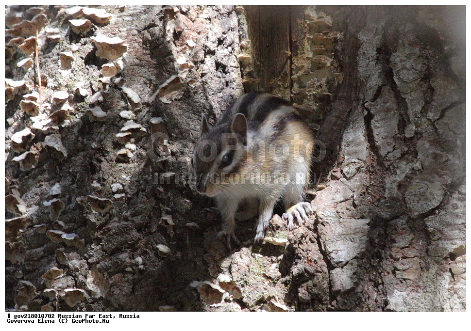 ������-�������� ����������, ������-�������� ��������������� ��������� ���������� ���������� , ������-�����, �����������, ���������� ����, ��������, ������� ������, ������, ��������, ��������, �������������, �������������, �����, �����, �������, XYZ, �������, Sciuridae, ��������� ��������, ��������� ��������, Tamias sibiricus