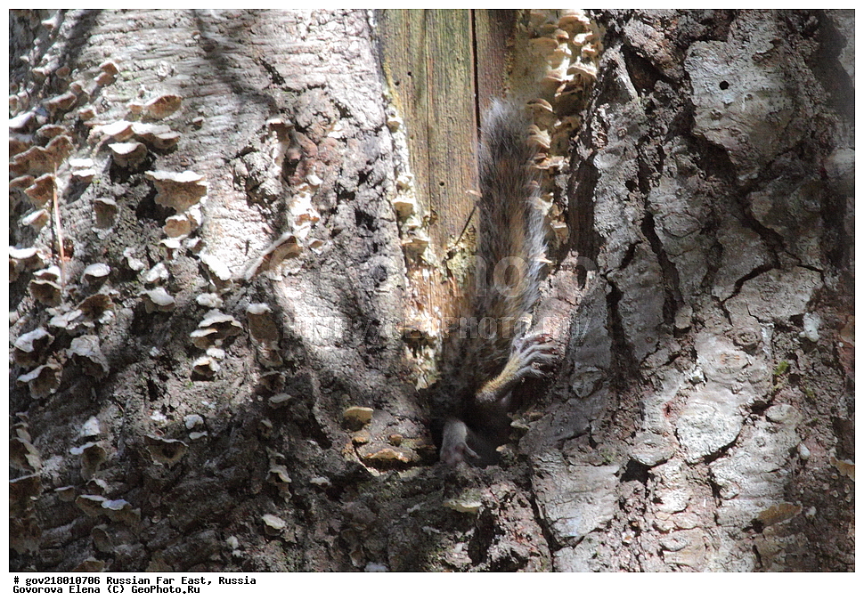 ������-�������� ����������, ������-�������� ��������������� ��������� ���������� ���������� , ������-�����, �����������, ���������� ����, ��������, ������� ������, ������, ��������, ��������, �������������, �������������, �����, �����, �������, XYZ, �������, Sciuridae, ��������� ��������, ��������� ��������, Tamias sibiricus