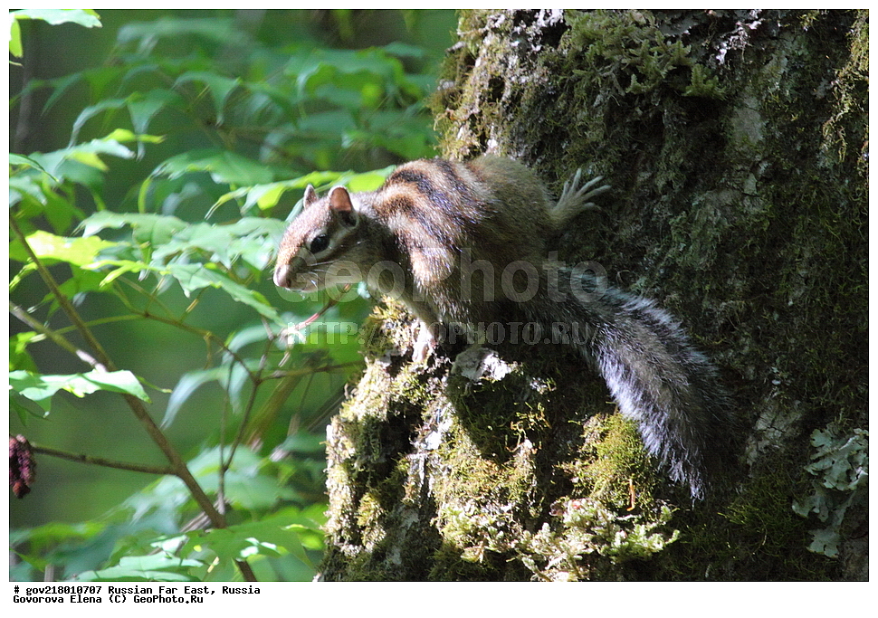 ������-�������� ����������, ������-�������� ��������������� ��������� ���������� ���������� , ������-�����, �����������, ���������� ����, ��������, ������� ������, ������, ��������, ��������, �������������, �������������, �����, �����, �������, XYZ, �������, Sciuridae, ��������� ��������, ��������� ��������, Tamias sibiricus