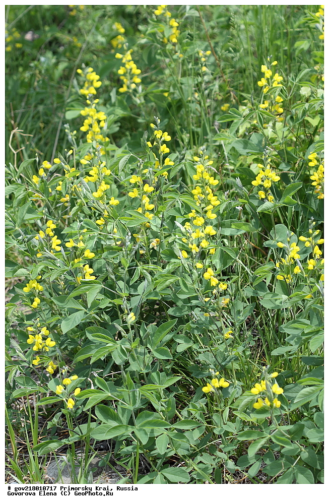 ������-�������� ����������, ������-�������� ��������������� ��������� ���������� ����������, ������-�����, �����������, ���������� ����, ��������, ������� ������, ������, ������ ��������, �����, ��������, ���������� ��������, �����������, ����������� ��������, �����, ����������� ��������, �����������, �����������, ������������ ��������, ������������ ��������, ������������, ������������ �����������, �����������, ������������, ������������ ��������, ������������ ��������, ������, �����, XYZ, �������, �����������, Fabaceae, Fabaceae, Leguminosae, Papilionaceae, ��������� ������������, ������ �������, ������ ������������, ��������� �������, Thermopsis lupinoides, Thermopsis fabacea, Sophora fabacea, Sophora lupinoides