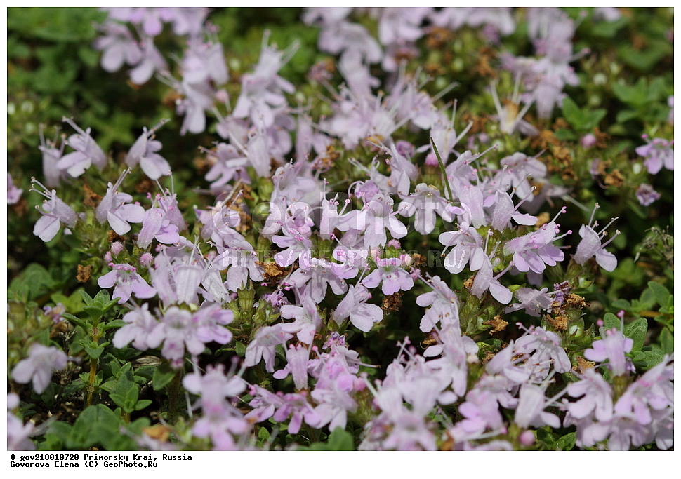 ������-�������� ����������, ������-�������� ��������������� ��������� ���������� ����������, ������-�����, �����������, ���������� ����, ��������, ������� ������, ������, ������ ��������, �����, ��������, ���������� ��������, �����������, ����������� ��������, �����, ����������� ��������, �����������, �����������, ������������ ��������, ������������ ��������, ������������, ������������ �����������, �����������, ������������, ������������ ��������, ������������ ��������, ������, �����, XYZ, ����������, �����������, Lamiaceae, Labiatae, ������ ����������, Thymus ternejicus