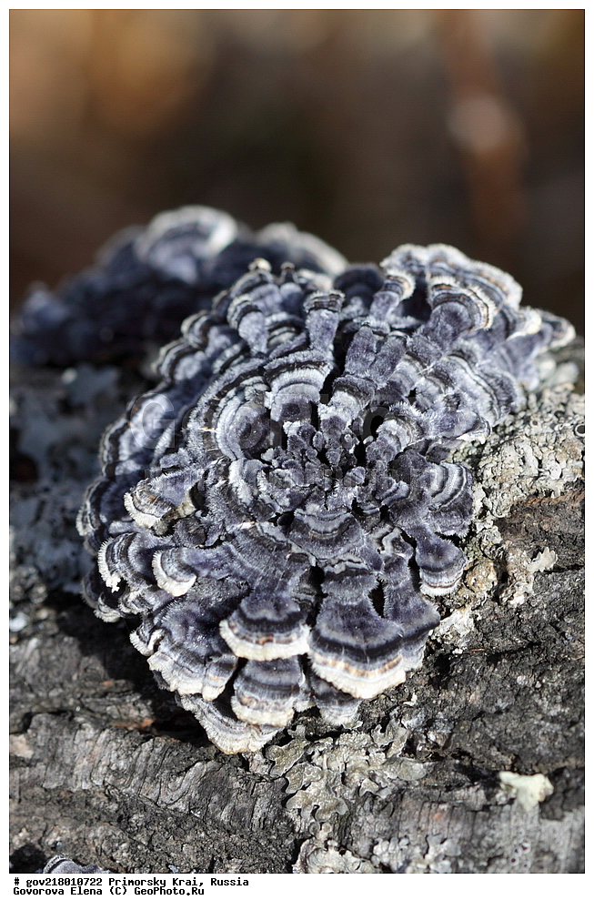 ������-�������� ����������, ������-�������� ��������������� ��������� ���������� ����������, ������-�����, �����������, ���������� ����, ��������, ������� ������, ������, ����������� ��������, �����������, �����������, ������������, ������������ ��������, ������������ ��������, XYZ, �����������, Polyporaceae, �������� ������������, �������� ������������, Trametes versicolor