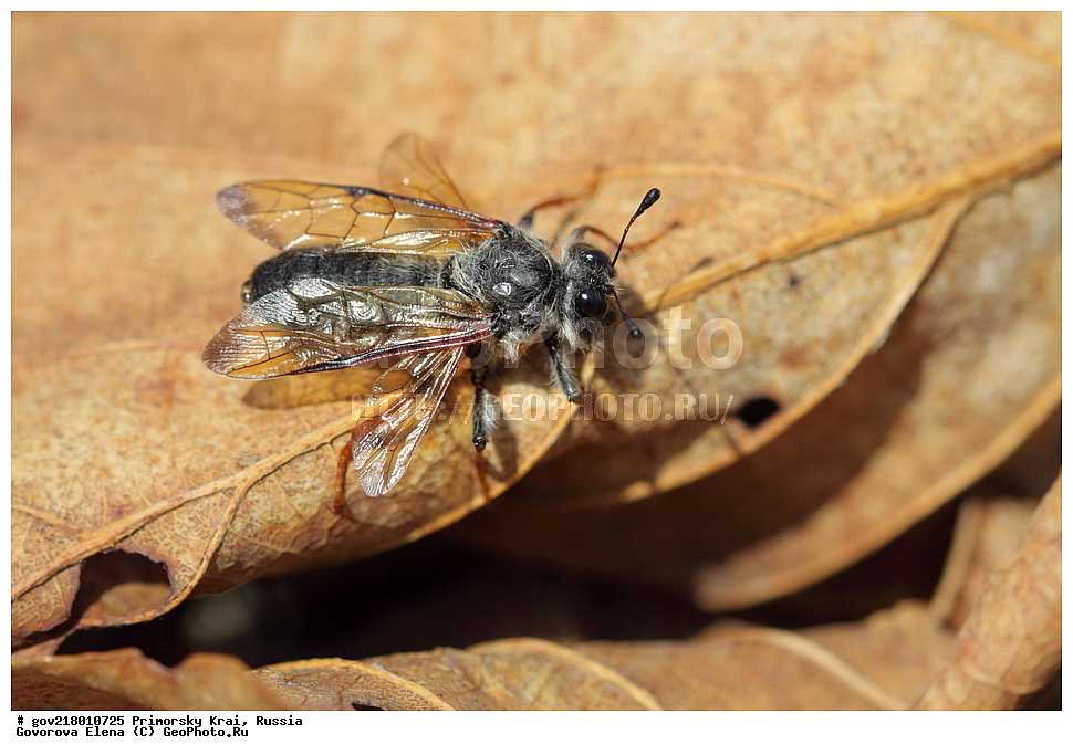 ������-�������� ����������, ������-�������� ��������������� ��������� ���������� ���������� , ������-�����, �����������, ���������� ����, ��������, ������� ������, ������, ��������, ��������, �����, ��������������, �������������, ���������, ���������, �������, �������, XYZ, ���������� ����������, Cimbicidae, ���������, Trichiosoma sachalinense