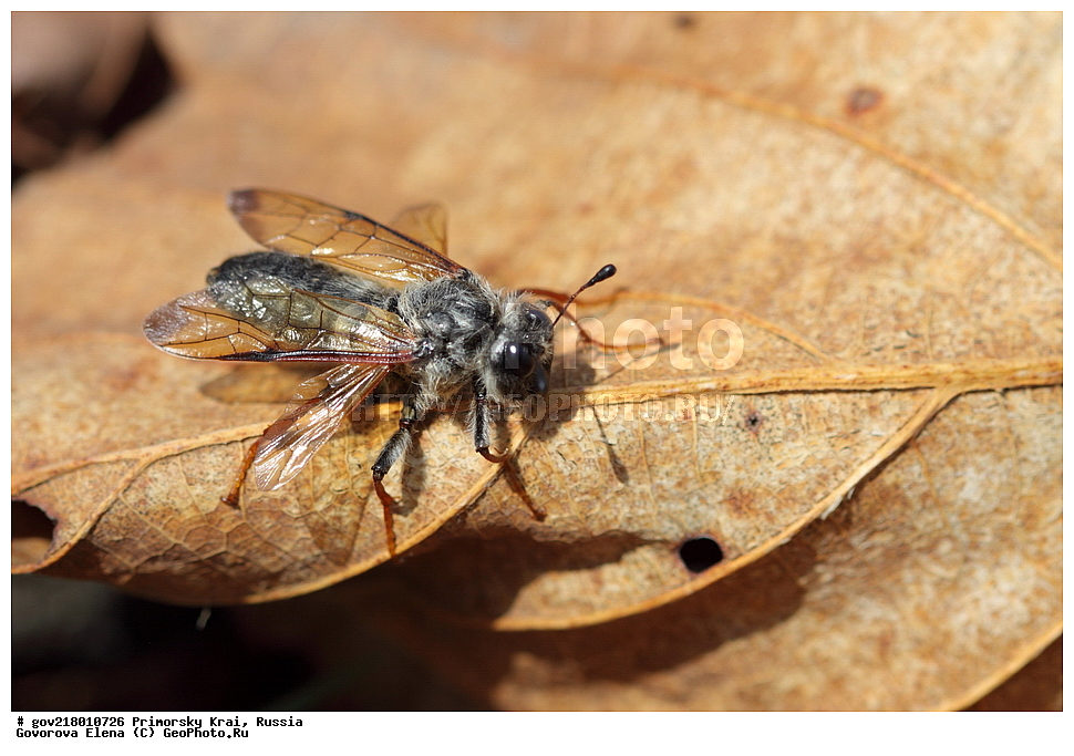 ������-�������� ����������, ������-�������� ��������������� ��������� ���������� ���������� , ������-�����, �����������, ���������� ����, ��������, ������� ������, ������, ��������, ��������, �����, ��������������, �������������, ���������, ���������, �������, �������, XYZ, ���������� ����������, Cimbicidae, ���������, Trichiosoma sachalinense