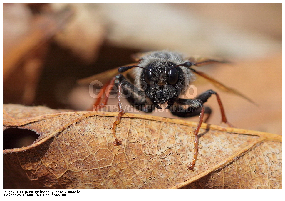 ������-�������� ����������, ������-�������� ��������������� ��������� ���������� ���������� , ������-�����, �����������, ���������� ����, ��������, ������� ������, ������, ��������, ��������, �����, ��������������, �������������, ���������, ���������, �������, �������, XYZ, ���������� ����������, Cimbicidae, ���������, Trichiosoma sachalinense