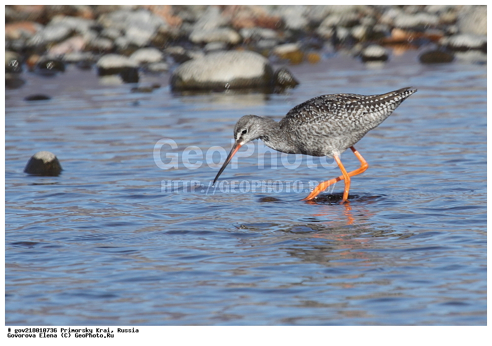 ������-�������� ����������, ������-�������� ��������������� ��������� ���������� ���������� , ������-�����, �����������, ���������� ����, ��������, ������� ������, ������, ��������, ��������, ��������, �����������, �����, �����, �����, ������, XYZ, ���������, Scolopacidae, ٸ����, ������, Tringa erythropus