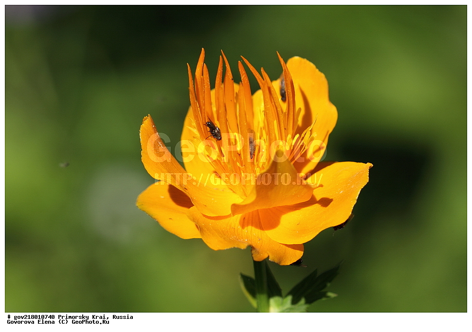 ������-�������� ����������, ������-�������� ��������������� ��������� ���������� ����������, ������-�����, �����������, ���������� ����, ��������, ������� ������, ������, ������ ��������, �����, ��������, ���������� ��������, �����������, ����������� ��������, �����, ����������� ��������, �����������, �����������, ������������ ��������, ������������ ��������, ������������, ������������ �����������, �����������, ������������, ������������ ��������, ������������ ��������, ������, �����, XYZ, ���������, Ranunculaceae, ���������� �����������������, ���������� ���������, Trollius macropetalus, Trollius chinensis, Trollius chinensis ssp. macropetalus