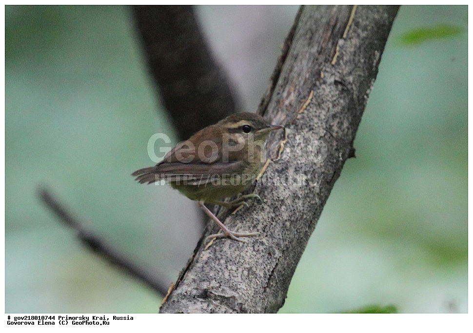 ������-�������� ����������, ������-�������� ��������������� ��������� ���������� ���������� , ������-�����, �����������, ���������� ����, ��������, ������� ������, ������, ��������, ��������, ��������, �����������, �����, �����, XYZ, ������������� ���������, ����������, Cettiidae, ��������������, �������������� ���������, Urosphena squameiceps