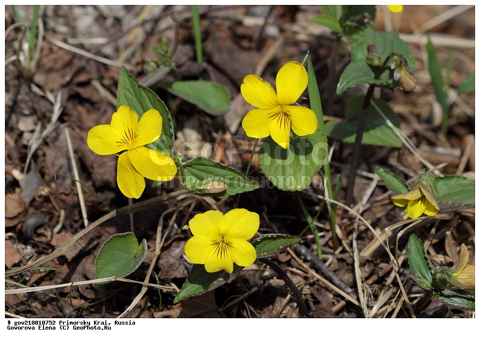 ������-�������� ����������, ������-�������� ��������������� ��������� ���������� ����������, ������-�����, �����������, ���������� ����, ��������, ������� ������, ������, ������ ��������, �����, ��������, ���������� ��������, �����������, ����������� ��������, �����, ����������� ��������, �����������, �����������, ������������ ��������, ������������ ��������, ������������, ������������ �����������, �����������, ������������, ������������ ��������, ������������ ��������, ������, �����, XYZ, ���������, Violaceae, ������ ���������, Viola orientalis, Viola uniflora var. orientalis