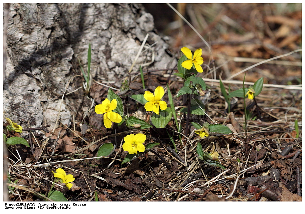 ������-�������� ����������, ������-�������� ��������������� ��������� ���������� ����������, ������-�����, �����������, ���������� ����, ��������, ������� ������, ������, ������ ��������, �����, ��������, ���������� ��������, �����������, ����������� ��������, �����, ����������� ��������, �����������, �����������, ������������ ��������, ������������ ��������, ������������, ������������ �����������, �����������, ������������, ������������ ��������, ������������ ��������, ������, �����, XYZ, ���������, Violaceae, ������ ���������, Viola orientalis, Viola uniflora var. orientalis