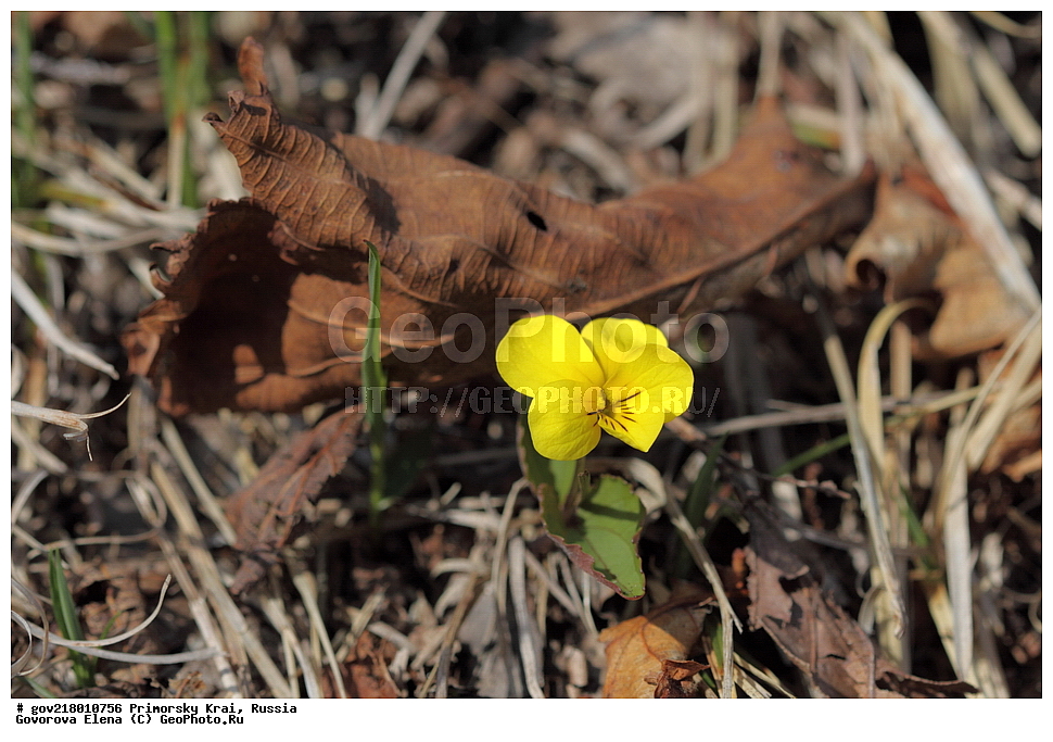 ������-�������� ����������, ������-�������� ��������������� ��������� ���������� ����������, ������-�����, �����������, ���������� ����, ��������, ������� ������, ������, ������ ��������, �����, ��������, ���������� ��������, �����������, ����������� ��������, �����, ����������� ��������, �����������, �����������, ������������ ��������, ������������ ��������, ������������, ������������ �����������, �����������, ������������, ������������ ��������, ������������ ��������, ������, �����, XYZ, ���������, Violaceae, ������ ���������, Viola orientalis, Viola uniflora var. orientalis