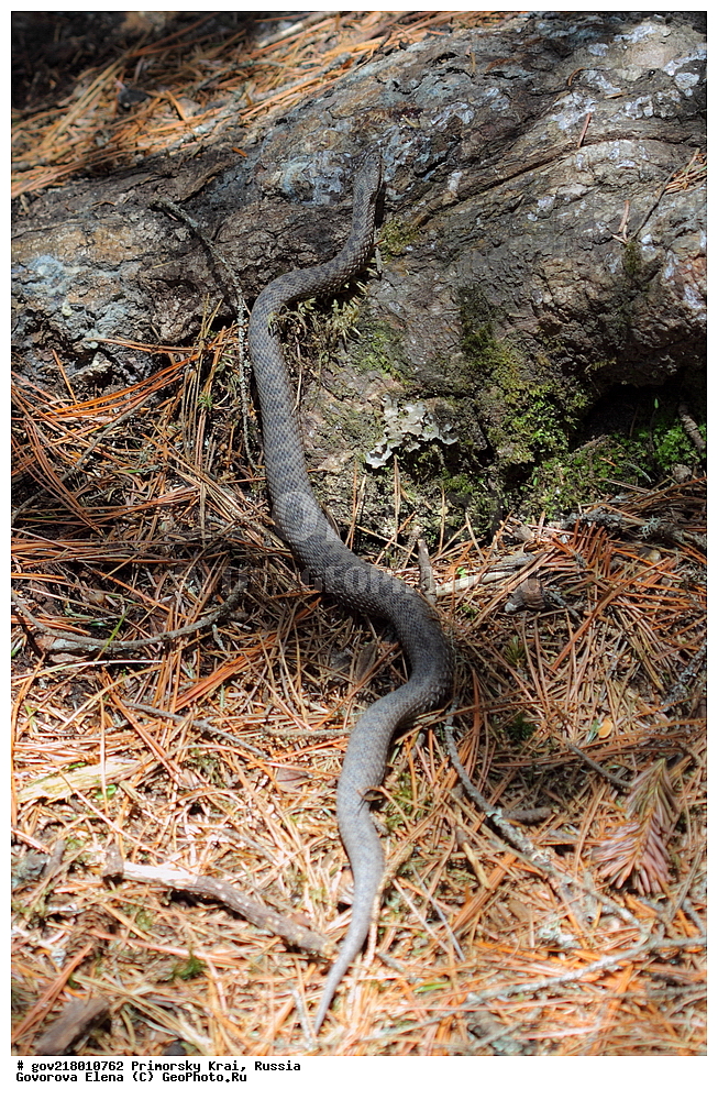 ������-�������� ����������, ������-�������� ��������������� ��������� ���������� ���������� , ������-�����, �����������, ���������� ����, ��������, ������� ������, ������, ��������, ��������, �����, ��������������, ��������������, ��������, ��������, ����, ����, XYZ, ���������, Viperidae, ������������ ������, Vipera berus