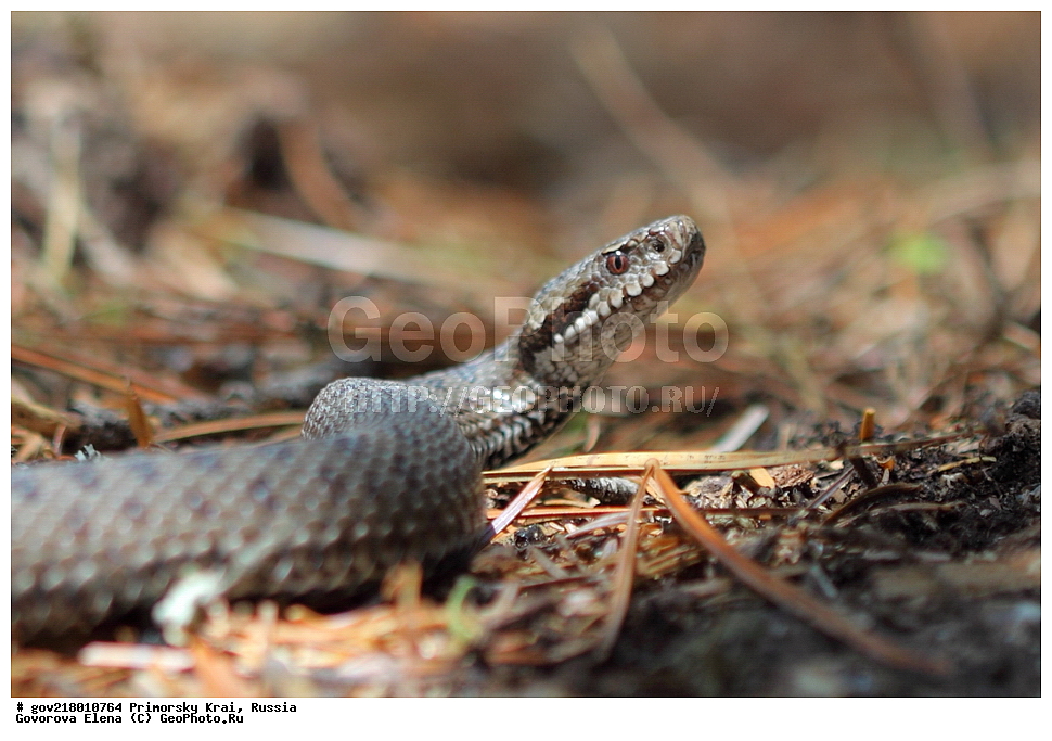 ������-�������� ����������, ������-�������� ��������������� ��������� ���������� ���������� , ������-�����, �����������, ���������� ����, ��������, ������� ������, ������, ��������, ��������, �����, ��������������, ��������������, ��������, ��������, ����, ����, XYZ, ���������, Viperidae, ������������ ������, Vipera berus